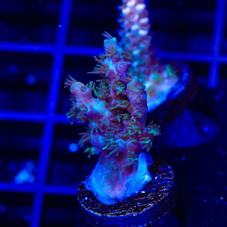 TSA Billabong Acropora Coral