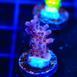 TSA Simple Jack Acropora Coral