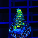 BkChem Froot Loops Acropora Coral