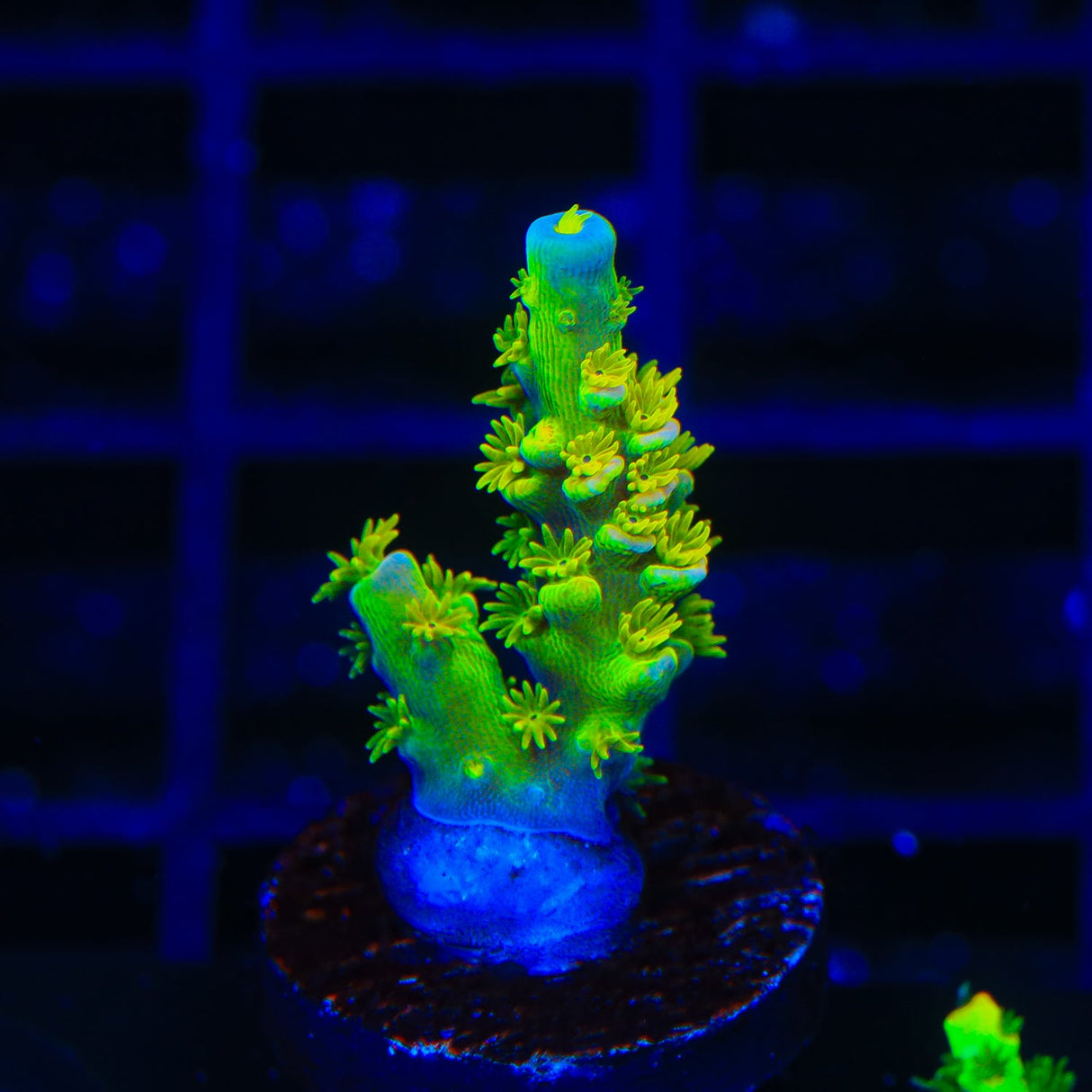 Walt Disney Tenuis Acropora Coral