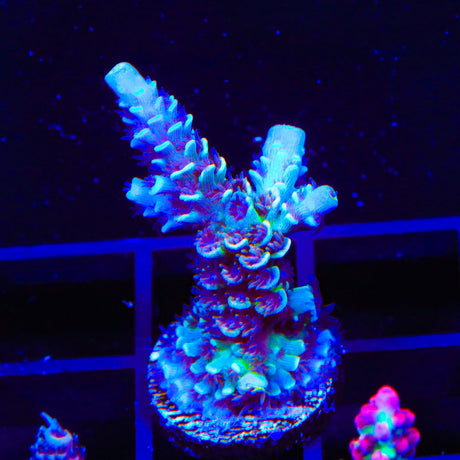 TSA Nebula Acropora Coral