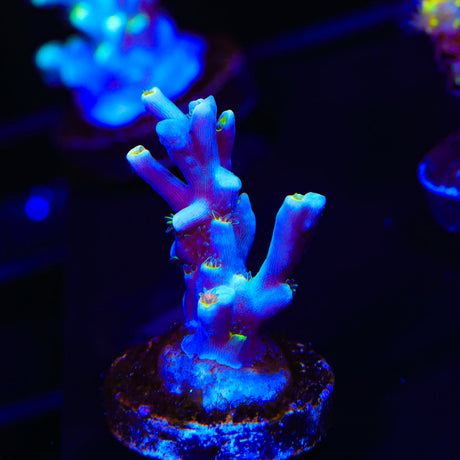 TSA Snow Queen Speciosa Acropora Coral