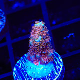 TSA Unity Acropora Coral