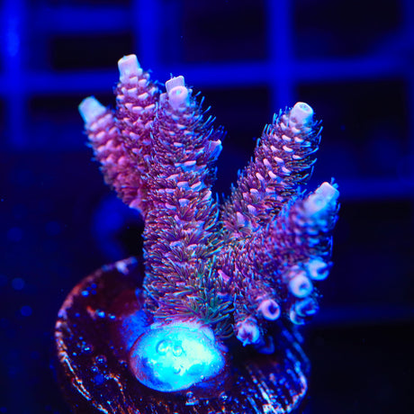 TSA Phantom Millepora Acropora Coral