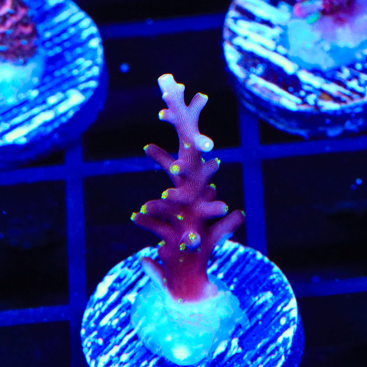 WWC Little Red Ferrari Acropora Coral