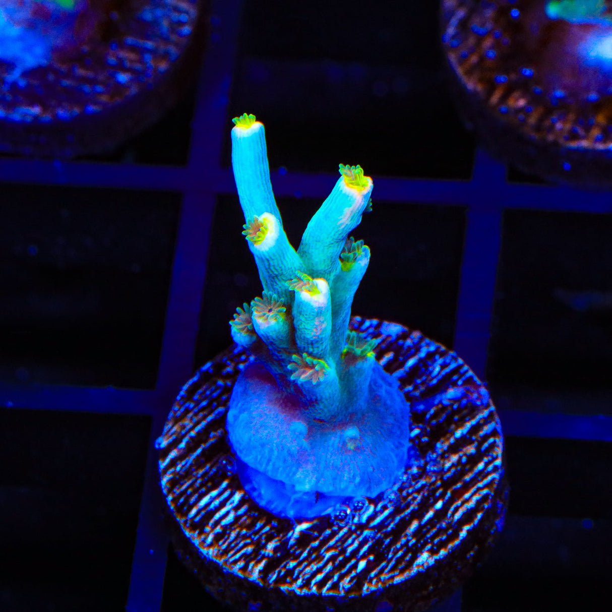 TSA Night King Speciosa Acropora Coral