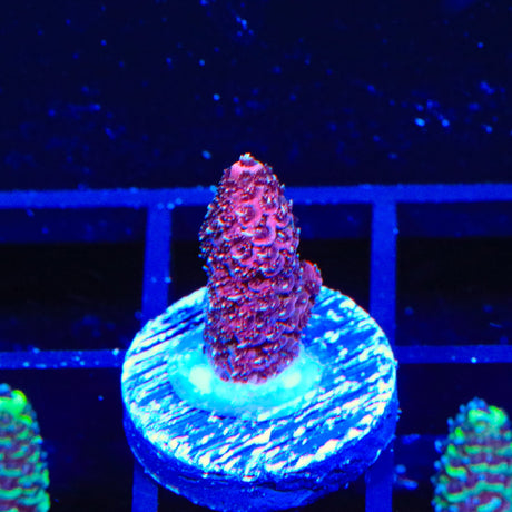 TSA Heaven and Hell Millipora Acropora Coral