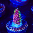 RRC Rainbow Splice Acropora Coral