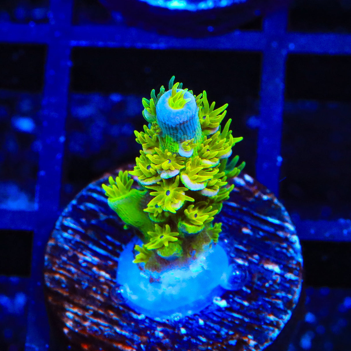 Walt Disney Tenuis Acropora Coral