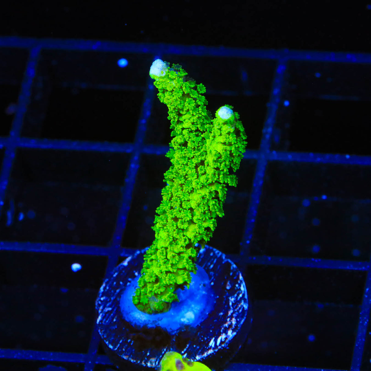 Neon Green Digitata Montipora Coral