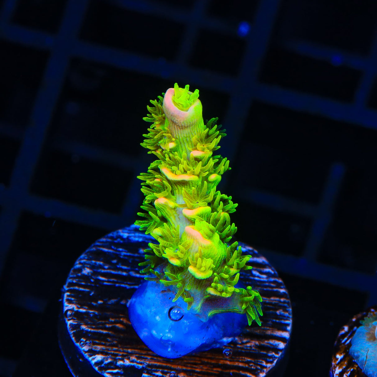 TSA Rainbow Supernova Tenuis Acropora Coral