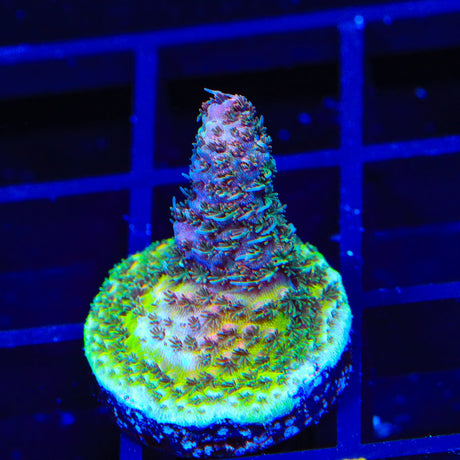 TSA Heaven and Hell Milliopora Acropora Coral