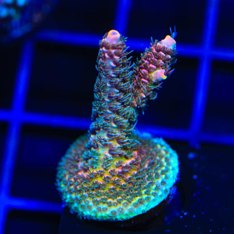 TSA Heaven and Hell Millepora Acropora Coral