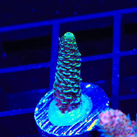 TSA Swamp Thing Millipora Acropora Coral