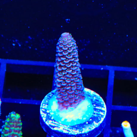 TSA Purple Dream Millipora Acropora Coral