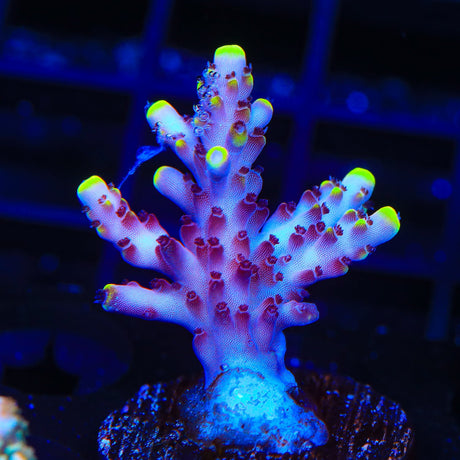 JF Fox Flame Acropora Coral