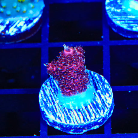 TSA Heaven and Hell Millipora Acropora Coral