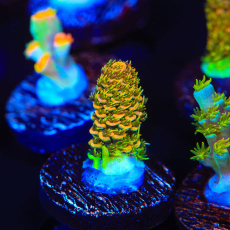 ASD Rainbow Millepora Acropora Coral