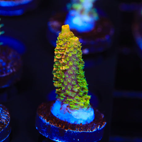 ASD Rainbow Millepora Acropora Coral