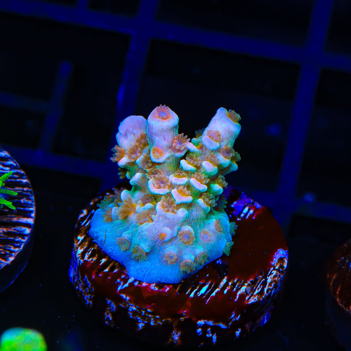 TSA Diamond Dust Tenuis Acropora Coral