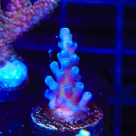 Jake Adams Immortal Tort Acropora Coral