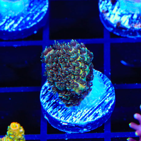 TSA Flavor Town Millipora Acropora Coral