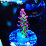 TSA Strawberry Shortcake Acropora Coral