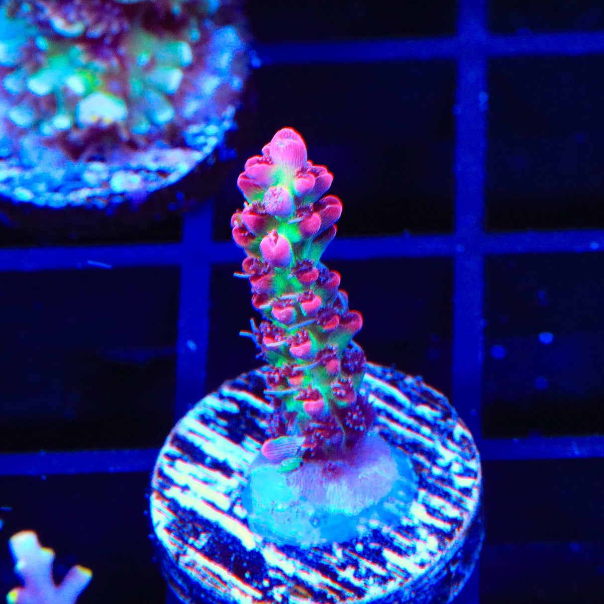 TSA Strawberry Shortcake Acropora Coral