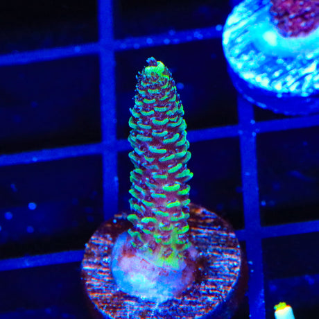 TSA Swamp Thing Millipora Acropora Coral