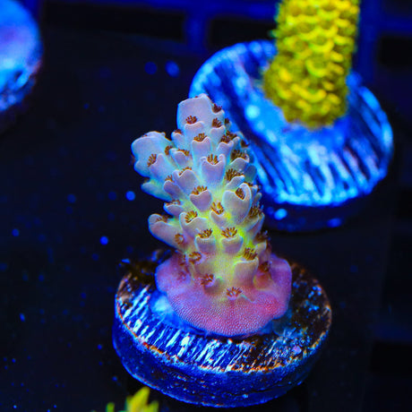 TSA Sweet Tart Acropora Coral