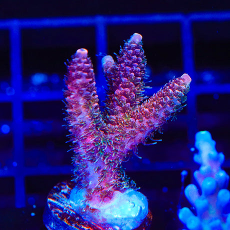 TSA Heaven and Hell Millepora Acropora Coral