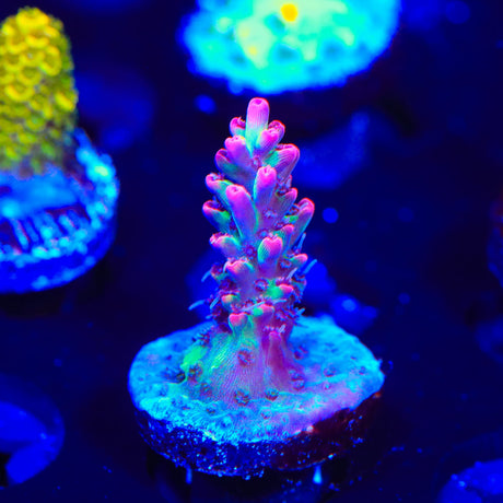 TSA Strawberry Shortcake Acropora Coral