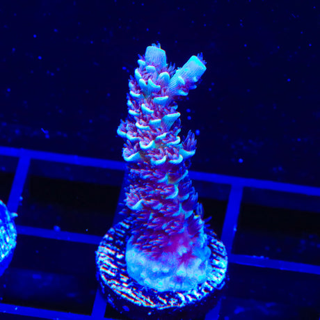 TSA Nebula Acropora Coral