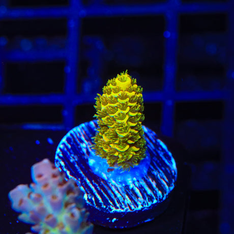 TSA Golden Goddess Acropora Coral