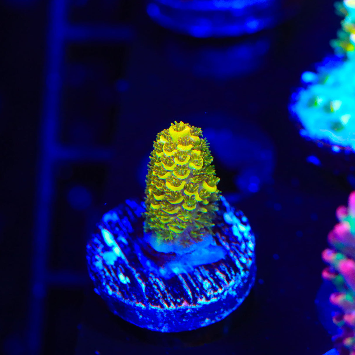 TSA Golden Goddess Acropora Coral