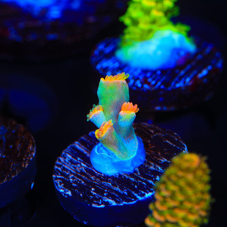 TSA Forbidden Fruit Speciosa Acropora Coral