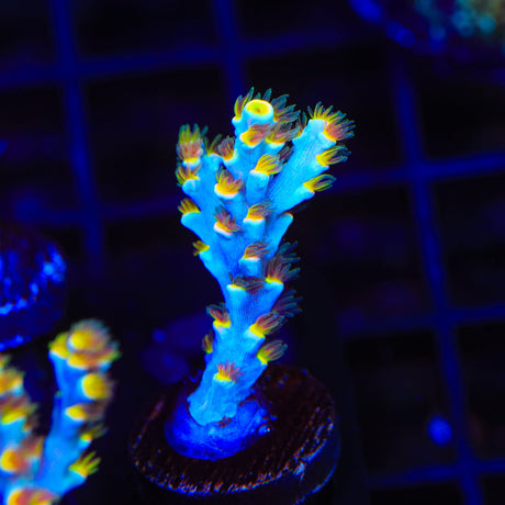 TSA Tuco Speciosa Acropora Coral