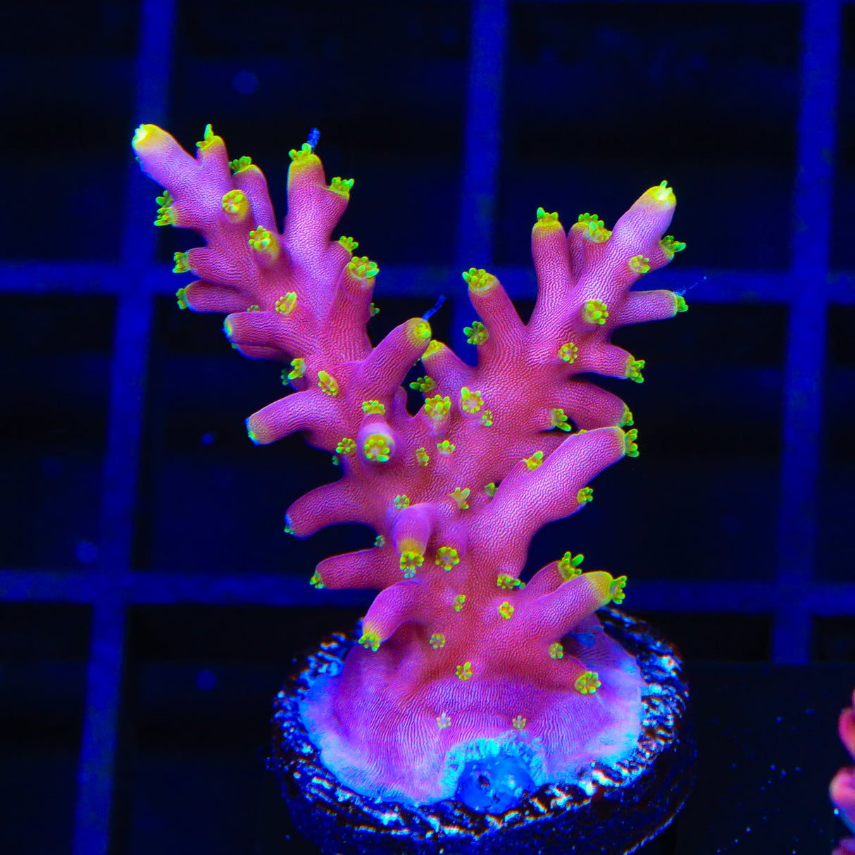 WWC Little Red Ferrari Acropora Coral