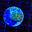 Ultra Persian Rug Mushroom Coral