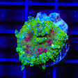 TSA Blue Mist Mushroom Coral