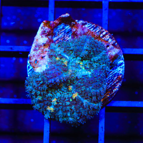 TSA Blue Mist Mushroom Coral