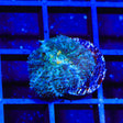 TSA Luck of the Irish Mushroom Coral