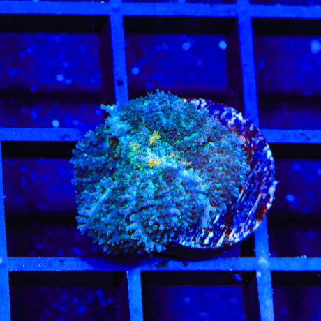 TSA Luck of the Irish Mushroom Coral