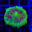 TSA Captain Jack Mushroom Coral