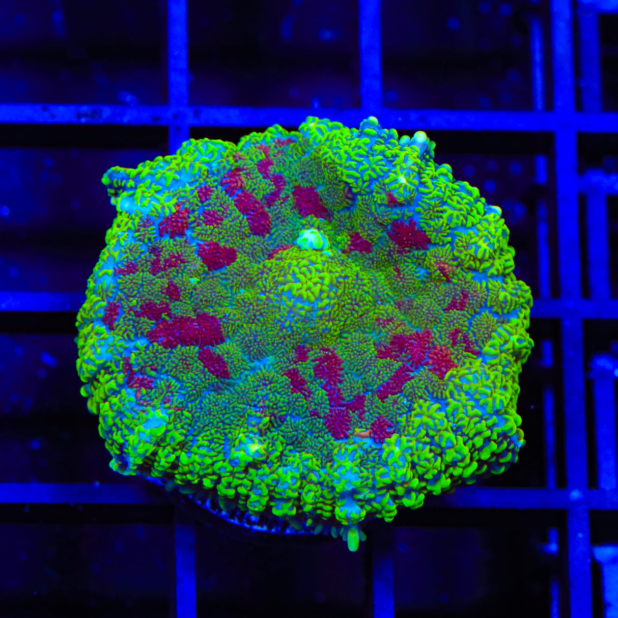 TSA Captain Jack Mushroom Coral