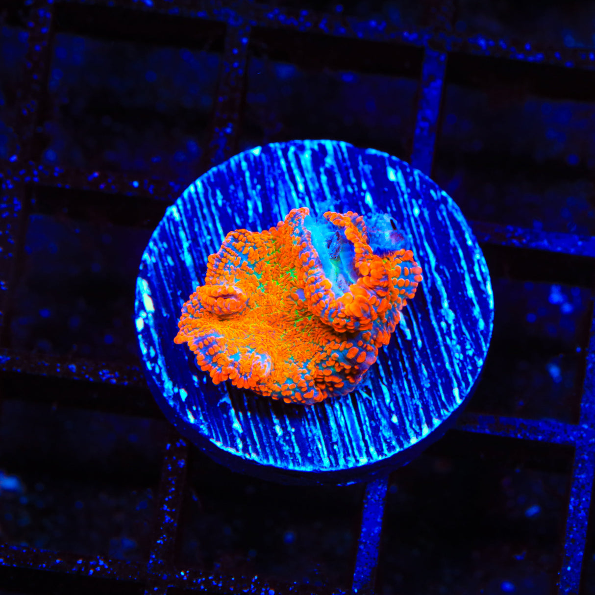 Orange on Orange Yuma Coral