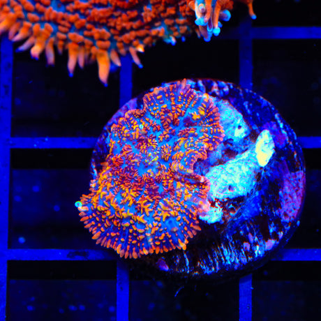 TSA Captain Jack Mushroom Coral