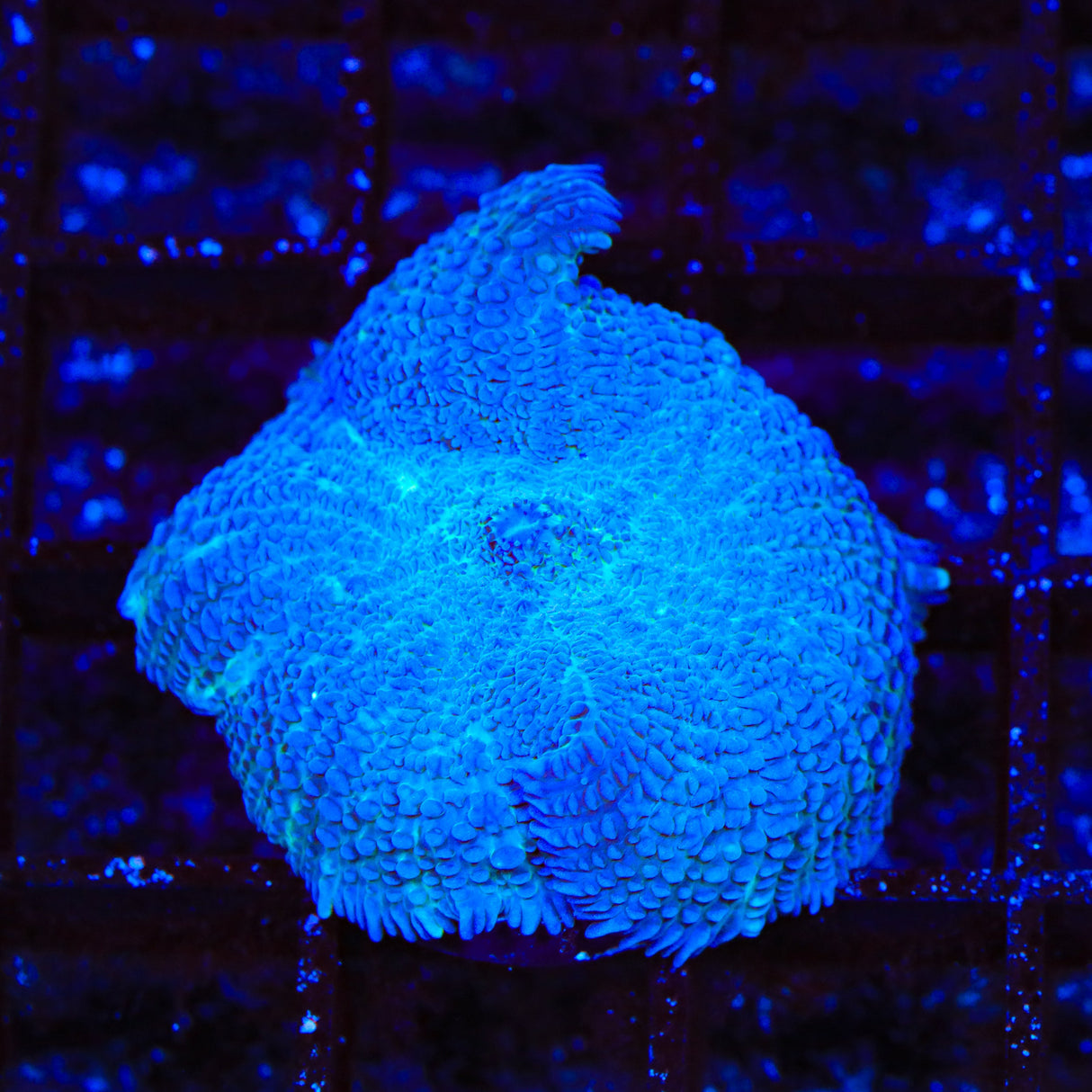 Blue Mushroom Coral