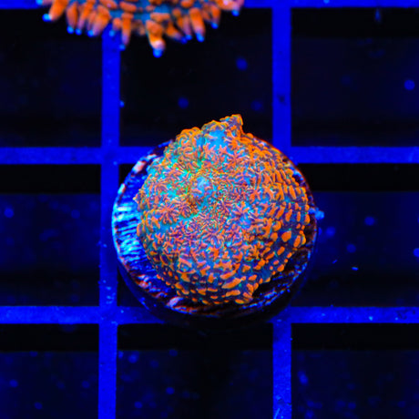 TSA Sun Ride Mushroom Coral