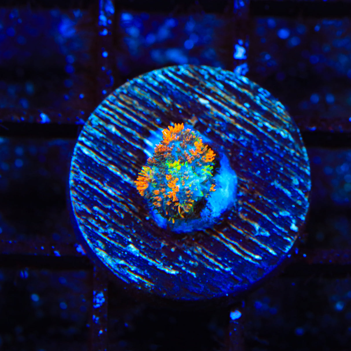 Ultra Persian Rug Mushroom Coral